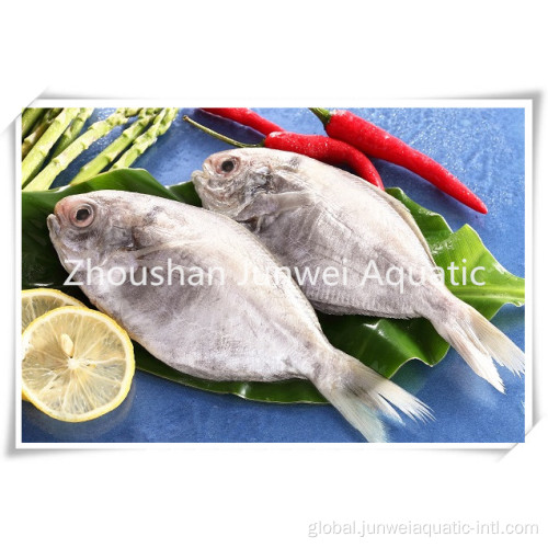 Fresh Frozen Butterfish for Market Good Fresh frozen butterfish Supplier